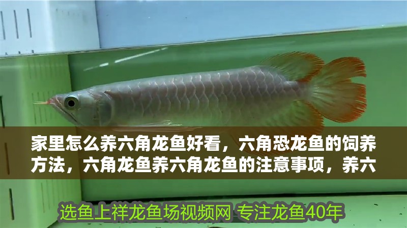 家里怎么養六角龍魚好看，六角恐龍魚的飼養方法，六角龍魚養六角龍魚的注意事項，養六角龍魚的注意事項