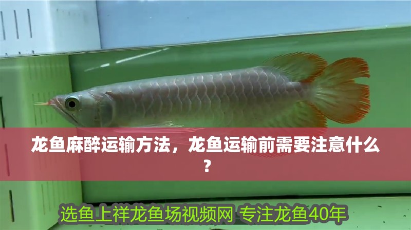 龍魚麻醉運輸方法，龍魚運輸前需要注意什么？ 龍魚麻醉運輸方法，龍魚運輸前需要注意什么？ 觀賞魚百科 第2張