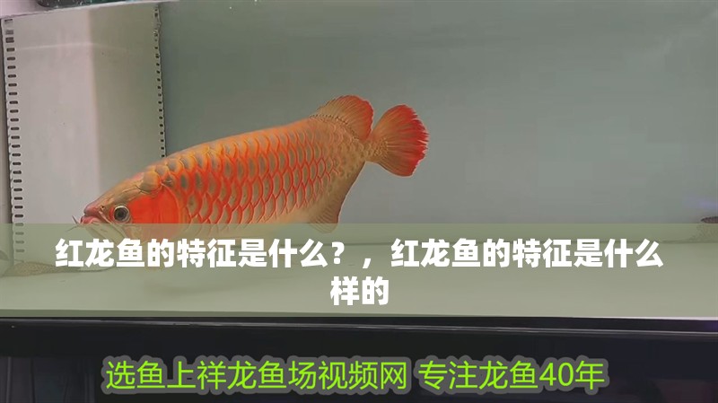 紅龍魚的特征是什么？，紅龍魚的特征是什么樣的 紅龍魚的特征是什么？，紅龍魚的特征是什么樣的 觀賞魚百科