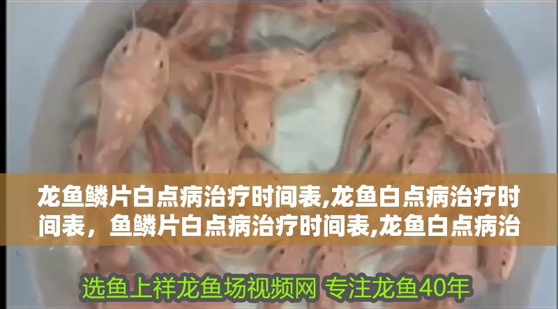 龍魚鱗片白點(diǎn)病治療時(shí)間表,龍魚白點(diǎn)病治療時(shí)間表，魚鱗片白點(diǎn)病治療時(shí)間表,龍魚白點(diǎn)病治療時(shí)間表