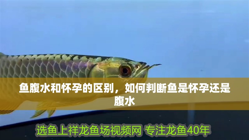 魚腹水和懷孕的區(qū)別，如何判斷魚是懷孕還是腹水