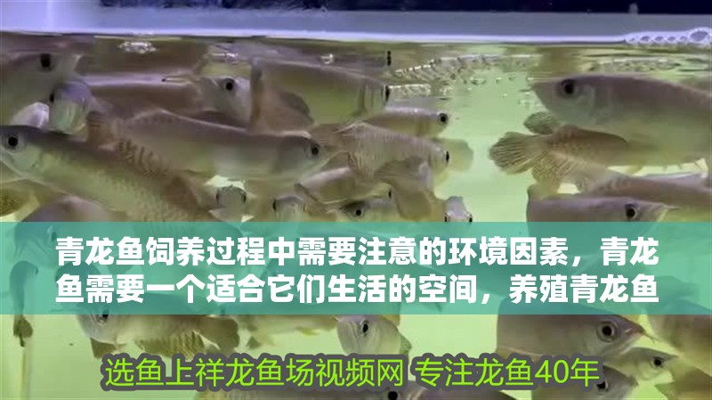 青龍魚飼養(yǎng)過程中需要注意的環(huán)境因素，青龍魚需要一個適合它們生活的空間，養(yǎng)殖青龍魚需要注意什么？