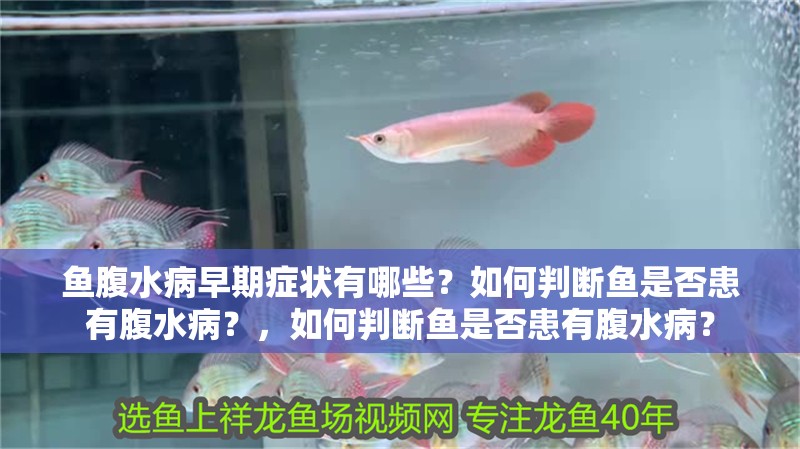 魚腹水病早期癥狀有哪些？如何判斷魚是否患有腹水??？，如何判斷魚是否患有腹水??？