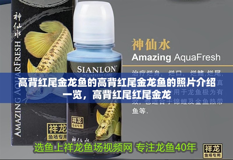 高背紅尾金龍魚的高背紅尾金龍魚的照片介紹一覽，高背紅尾紅尾金龍
