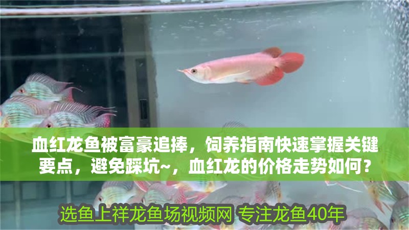 血紅龍魚被富豪追捧，飼養(yǎng)指南快速掌握關鍵要點，避免踩坑~，血紅龍的價格走勢如何？