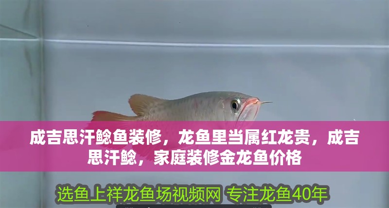 成吉思汗鯰魚裝修，龍魚里當屬紅龍貴，成吉思汗鯰，家庭裝修金龍魚價格