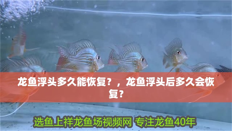 龍魚浮頭多久能恢復？，龍魚浮頭后多久會恢復？