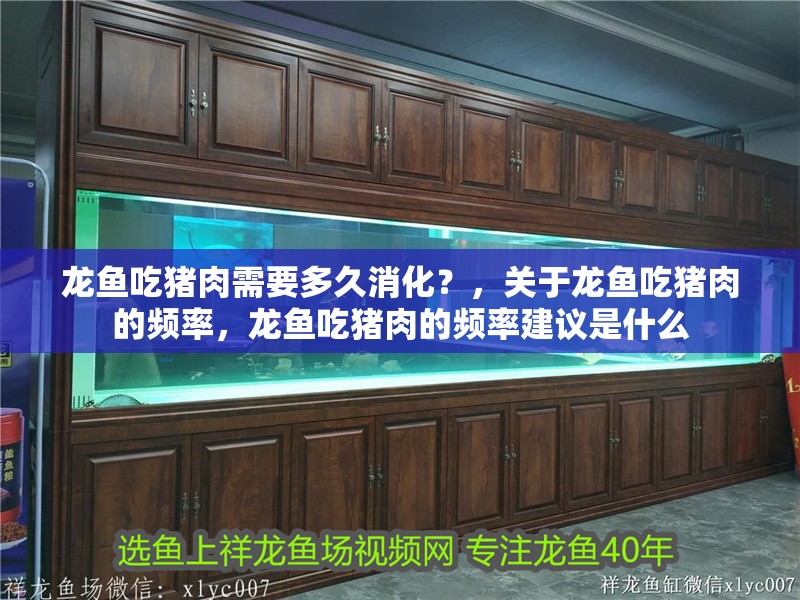 龍魚吃豬肉需要多久消化？，關于龍魚吃豬肉的頻率，龍魚吃豬肉的頻率建議是什么