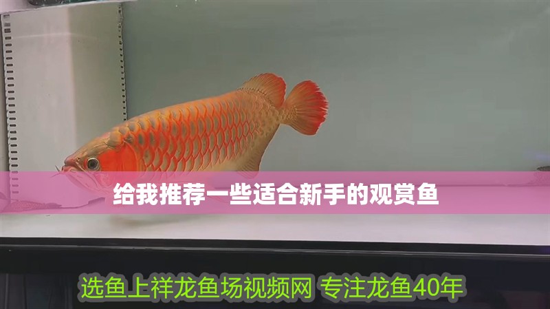 給我推薦一些適合新手的觀賞魚(yú)