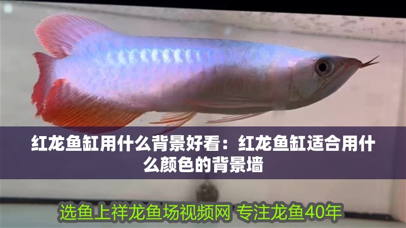 紅龍魚缸用什么背景好看：紅龍魚缸適合用什么顏色的背景墻