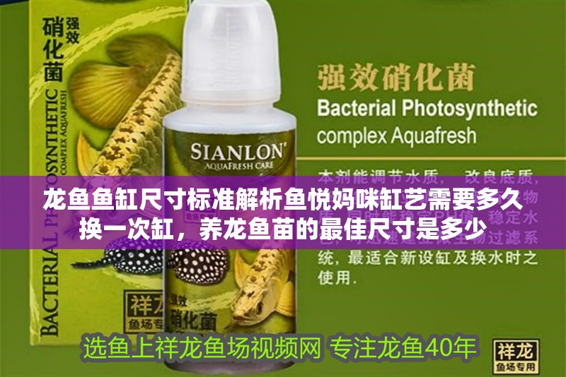 龍魚魚缸尺寸標準解析魚悅媽咪缸藝需要多久換一次缸，養龍魚苗的最佳尺寸是多少