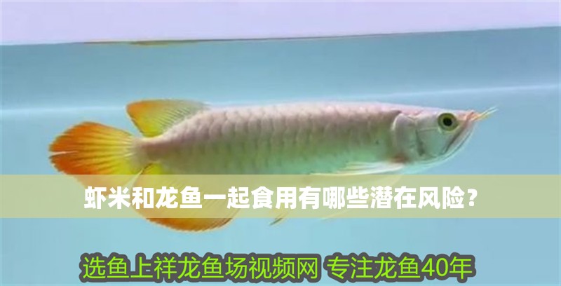 蝦米和龍魚一起食用有哪些潛在風險？