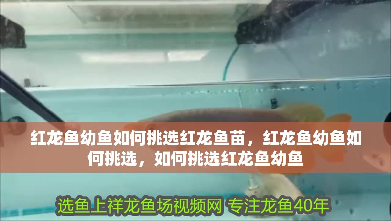 紅龍魚幼魚如何挑選紅龍魚苗，紅龍魚幼魚如何挑選，如何挑選紅龍魚幼魚