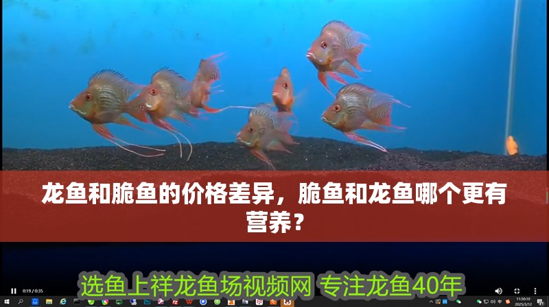 龍魚和脆魚的價格差異，脆魚和龍魚哪個更有營養(yǎng)？