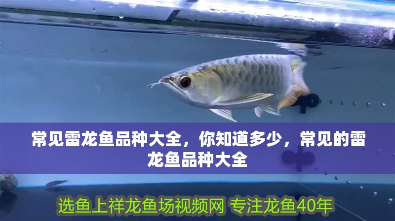 常見雷龍魚品種大全，你知道多少，常見的雷龍魚品種大全
