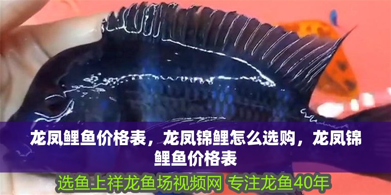 龍鳳鯉魚價格表，龍鳳錦鯉怎么選購，龍鳳錦鯉魚價格表