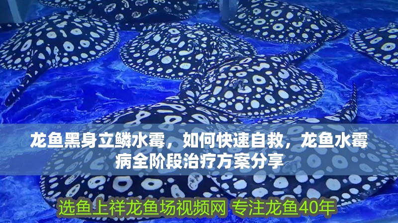龍魚黑身立鱗水霉，如何快速自救，龍魚水霉病全階段治療方案分享