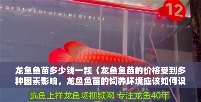 龍魚魚苗多少錢一顆（龍魚魚苗的價格受到多種因素影響，龍魚魚苗的飼養(yǎng)環(huán)境應(yīng)該如何設(shè)置）