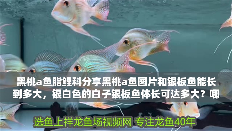 黑桃a魚脂鯉科分享黑桃a魚圖片和銀板魚能長到多大，銀白色的白子銀板魚體長可達多大？哪種銀板魚最好看？