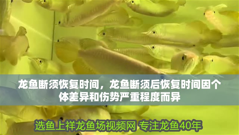 龍魚斷須恢復(fù)時(shí)間，龍魚斷須后恢復(fù)時(shí)間因個(gè)體差異和傷勢(shì)嚴(yán)重程度而異