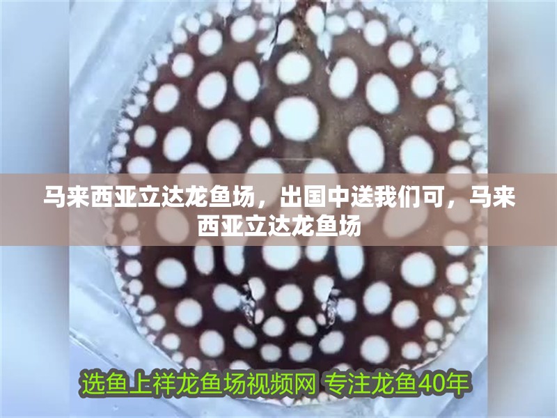 馬來西亞立達龍魚場，出國中送我們可，馬來西亞立達龍魚場