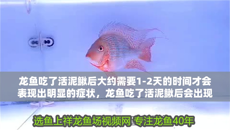 龍魚吃了活泥鰍后大約需要1-2天的時間才會表現出明顯的癥狀，龍魚吃了活泥鰍后會出現什么癥狀？