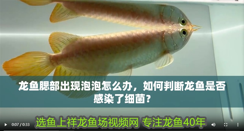 龍魚腮部出現泡泡怎么辦，如何判斷龍魚是否感染了細菌？