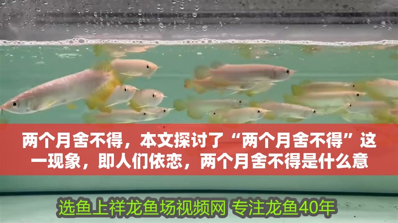 兩個月舍不得，本文探討了“兩個月舍不得”這一現象，即人們依戀，兩個月舍不得是什么意思