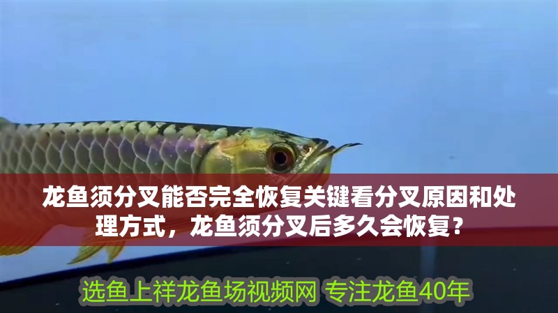 龍魚須分叉能否完全恢復關鍵看分叉原因和處理方式，龍魚須分叉后多久會恢復？