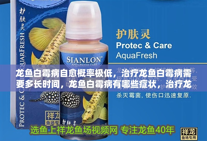 龍魚白霉病自愈概率極低，治療龍魚白霉病需要多長(zhǎng)時(shí)間，龍魚白霉病有哪些癥狀，治療龍魚白霉病需要多長(zhǎng)時(shí)間？