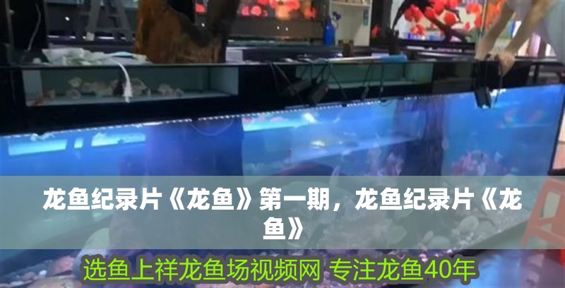 龍魚紀(jì)錄片《龍魚》第一期，龍魚紀(jì)錄片《龍魚》