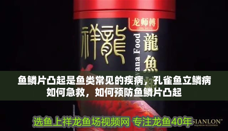 魚鱗片凸起是魚類常見的疾病，孔雀魚立鱗病如何急救，如何預(yù)防魚鱗片凸起