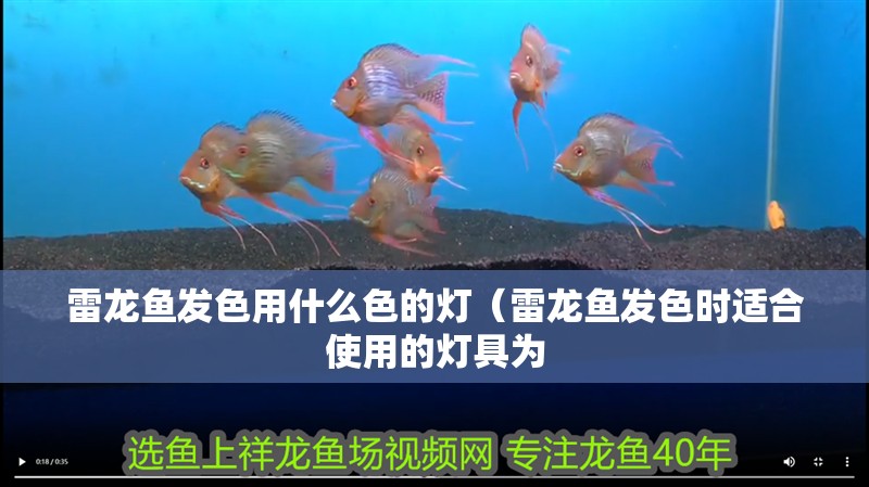 雷龍魚(yú)發(fā)色用什么色的燈（雷龍魚(yú)發(fā)色時(shí)適合使用的燈具為