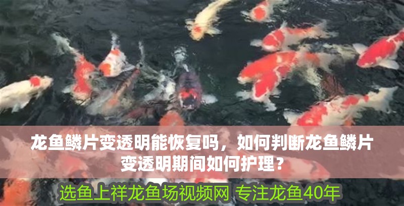 龍魚鱗片變透明能恢復嗎，如何判斷龍魚鱗片變透明期間如何護理？
