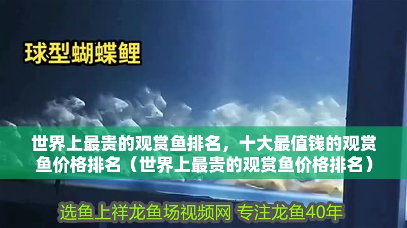 世界上最貴的觀賞魚排名，十大最值錢的觀賞魚價格排名（世界上最貴的觀賞魚價格排名）