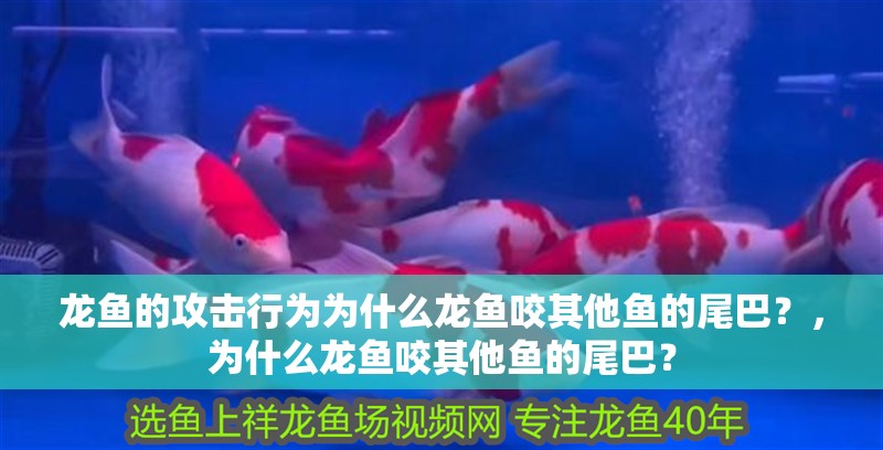 龍魚的攻擊行為為什么龍魚咬其他魚的尾巴?,為什么龍魚咬其他魚的尾巴? 觀賞魚百科 第4張 龍魚的攻擊行為為什么龍魚咬其他魚的尾巴?,為什么龍魚咬其他魚的尾巴? 龍魚的攻擊行為為什么龍魚咬其他魚的尾巴?,為什么龍魚咬其他魚的尾巴? 觀賞魚百科 第4張