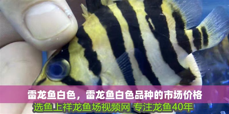 雷龍魚白色,雷龍魚白色品種的市場價格 龍魚百科 第2張 雷龍魚白色,雷龍魚白色品種的市場價格 雷龍魚白色,雷龍魚白色品種的市場價格 龍魚百科 第2張