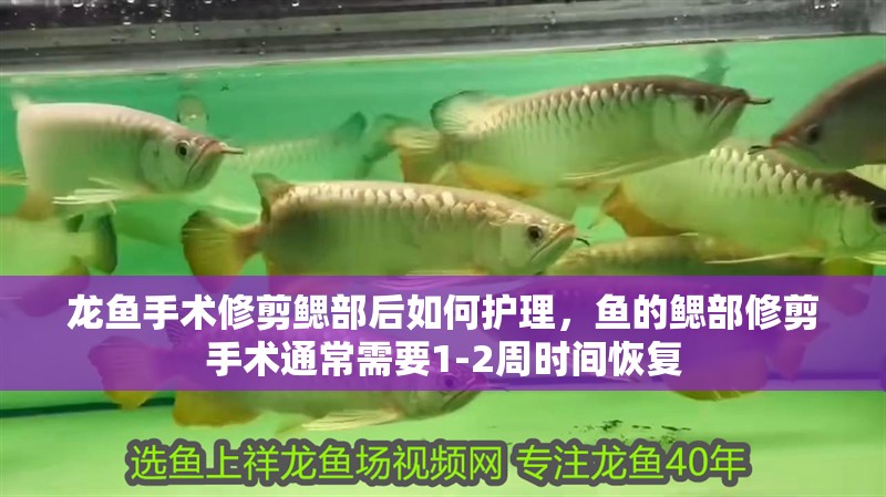 龍魚手術(shù)修剪鰓部后如何護(hù)理，魚的鰓部修剪手術(shù)通常需要1-2周時間恢復(fù)
