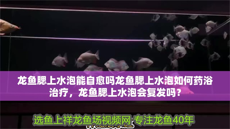 龍魚腮上水泡能自愈嗎龍魚腮上水泡如何藥浴治療，龍魚腮上水泡會復發嗎？