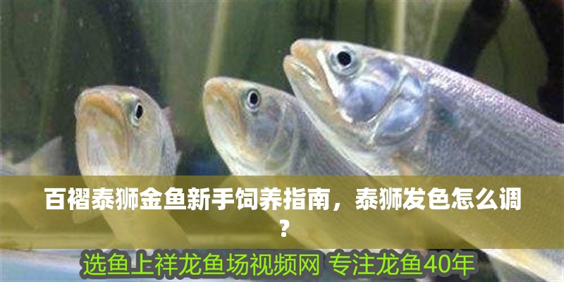 百褶泰獅金魚新手飼養指南，泰獅發色怎么調？ 百褶泰獅金魚新手飼養指南，泰獅發色怎么調？ 龍魚百科