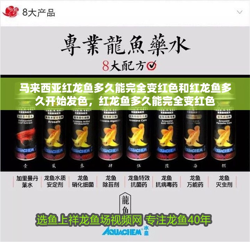 馬來西亞紅龍魚多久能完全變紅色和紅龍魚多久開始發(fā)色，紅龍魚多久能完全變紅色