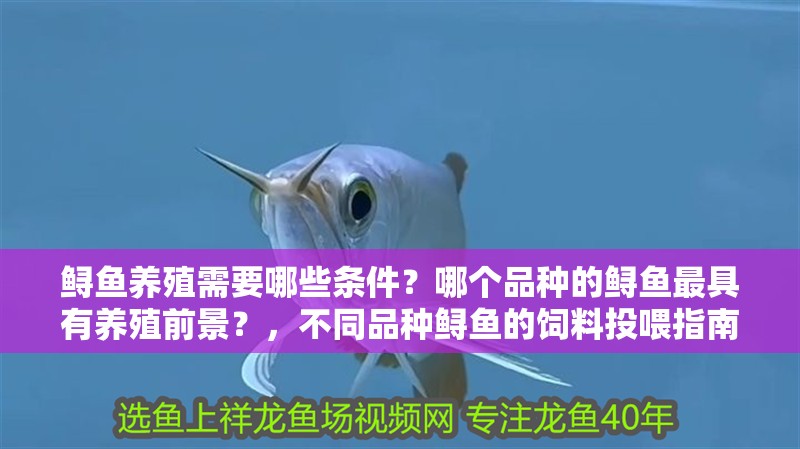 鱘魚養殖需要哪些條件？哪個品種的鱘魚最具有養殖前景？，不同品種鱘魚的飼料投喂指南