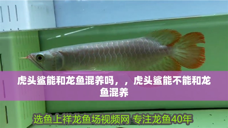 虎頭鯊能和龍魚混養嗎，，虎頭鯊能不能和龍魚混養