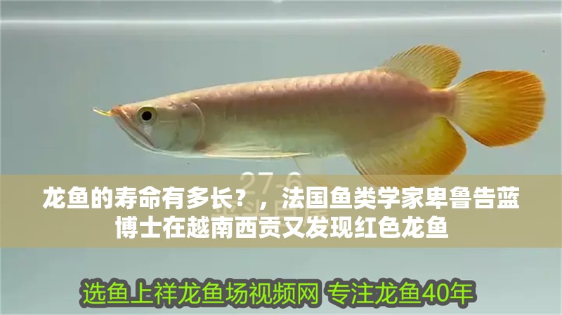 龍魚的壽命有多長？，法國魚類學(xué)家卑魯告藍(lán)博士在越南西貢又發(fā)現(xiàn)紅色龍魚