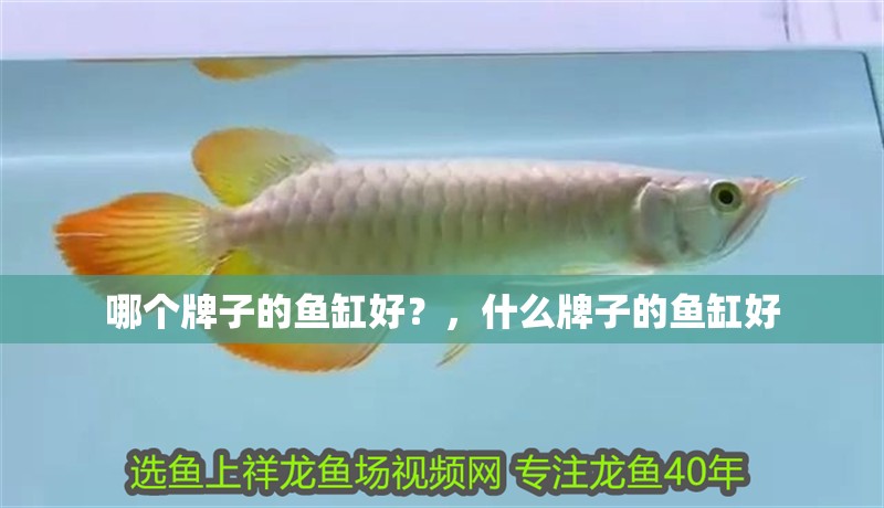 哪個牌子的魚缸好？，什么牌子的魚缸好