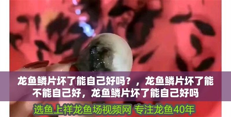 龍魚鱗片壞了能自己好嗎？，龍魚鱗片壞了能不能自己好，龍魚鱗片壞了能自己好嗎