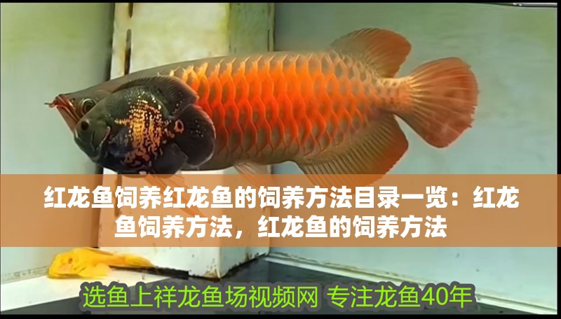 紅龍魚(yú)飼養(yǎng)紅龍魚(yú)的飼養(yǎng)方法目錄一覽：紅龍魚(yú)飼養(yǎng)方法，紅龍魚(yú)的飼養(yǎng)方法