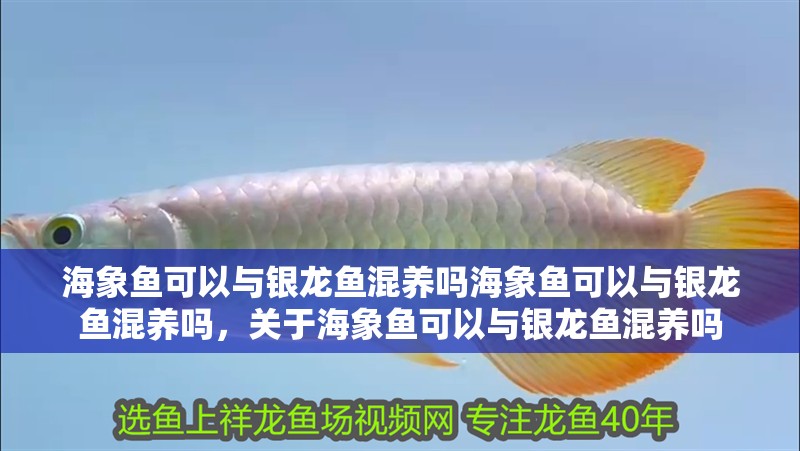 海象魚可以與銀龍魚混養嗎海象魚可以與銀龍魚混養嗎，關于海象魚可以與銀龍魚混養嗎