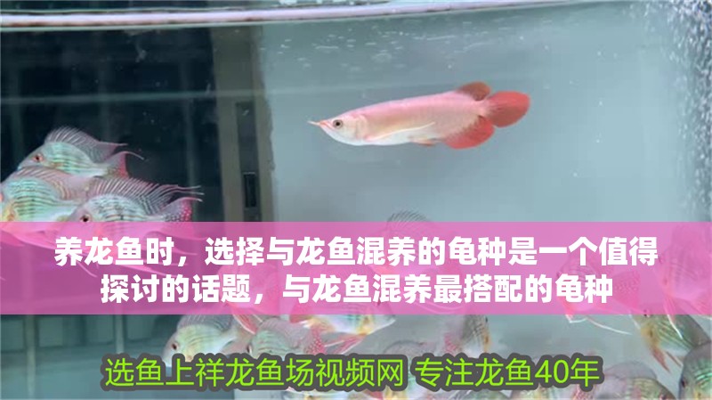 養龍魚時，選擇與龍魚混養的龜種是一個值得探討的話題，與龍魚混養最搭配的龜種