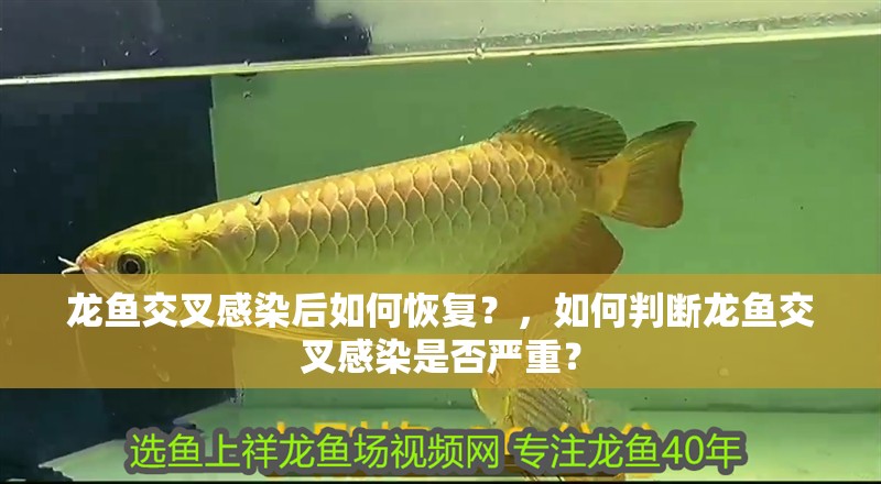 龍魚交叉感染后如何恢復？，如何判斷龍魚交叉感染是否嚴重？
